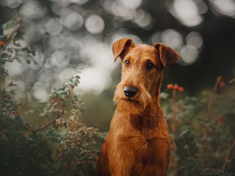 The Irish Terrier used to be one of the most popular dogs in the UK and was first recognised as a distinct breed in Dublin in 1873. It's not quite so common now, but completes our list with 65 registrations in the first quarter of 2025.