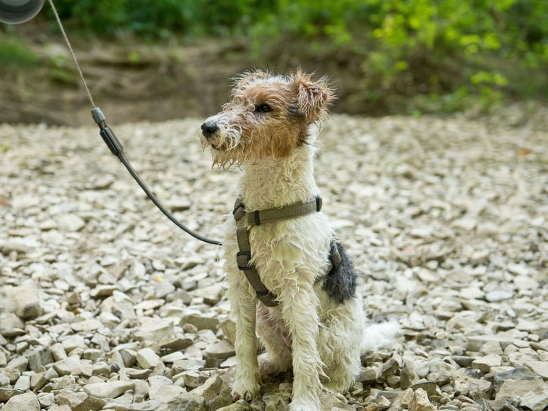 Bred to chase small game from their burrows, the Wire Fox Terrier is known for its intelligence and high energy levels. There have been 70 registrations this year so far, placing them just inside the top ten.