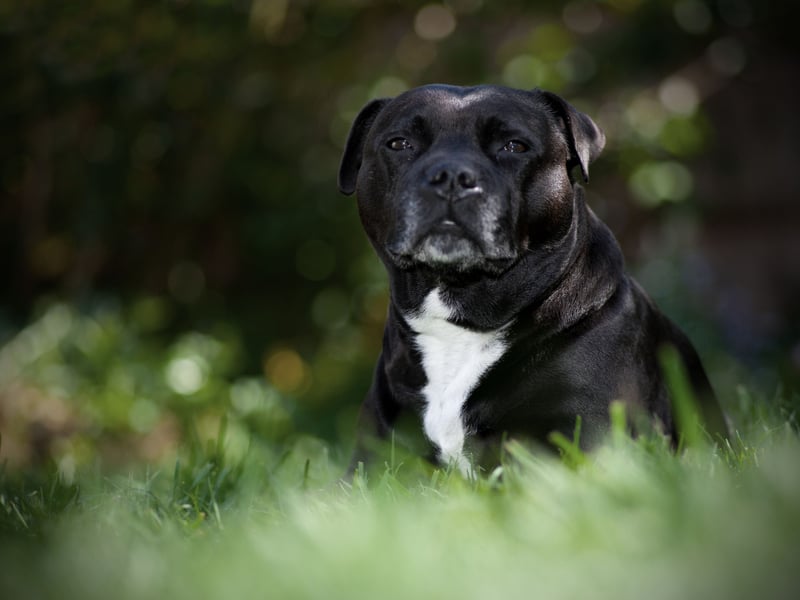 There's no doubting the UK's top dog when it comes to terriers. The Staffordshire Bull Terrier has already had a healthy 1,151 registrations this year. It was top dog last year and seems certain to do the same in 2025.