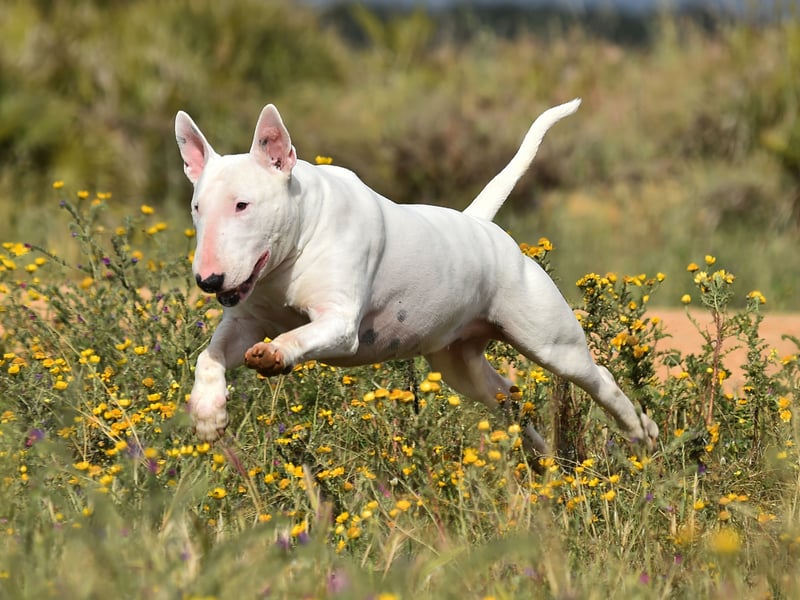 228 Kennel Club registrations in 2025 so far are enough to make the Bull Terrier the fourthmost popular dog in their group.