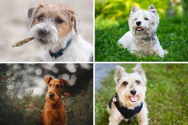 Four of the most popular Terrier dogs of the year so far.