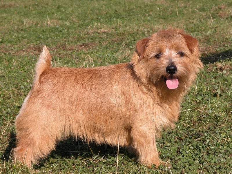 Only officially recognised as an independent breed in 1964, the Norfolk Terrier is a close cousin of the Norwich Terrier - distinguished by its folded ears. There have been 111 Kennel Club registrations in 2025 so far.