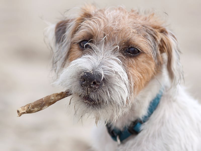 Named after the Scotland-England border where it originated, the plucky Border Terrier has had 693 Kennel Club registrations in 2025 so far, putting it in second place.