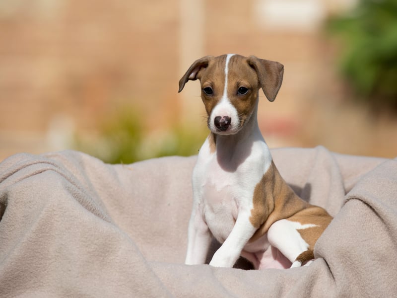 The diminutive Italian Greyhound requires surprisingly little exercise - a single runaround each day should be plenty - and so can be great pets for those who want a pet that's happy to stay indoors much of the time. Don't presume this makes them pets that can be left for long period though - do so and they are likely to become destructive, noisy and even aggressive.