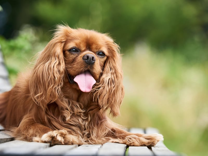 Bred as a companion dog, the affectionate Cavalier King Charles Spaniel craves human interaction much as it craves air, water and food. They can become sad or anxious when left without company, even for just a few hours.