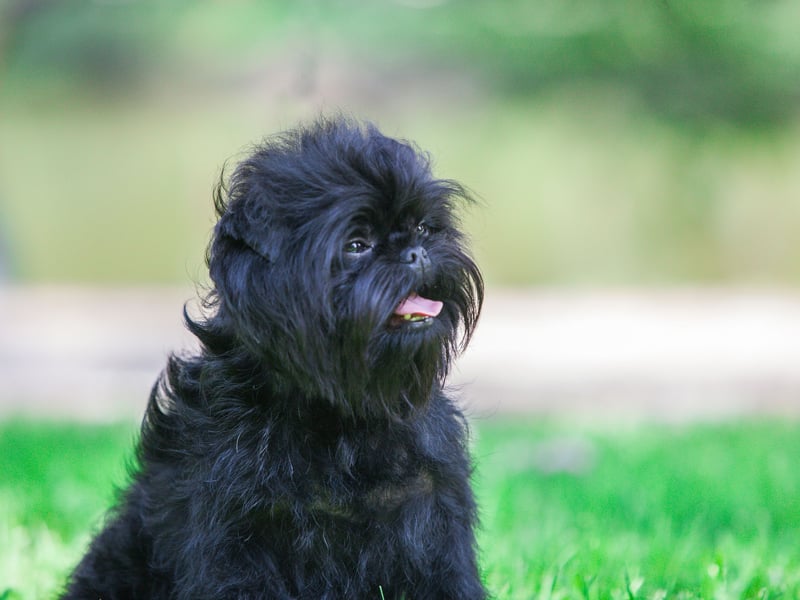 No, it's not a small monkey - it's an Affenpincher! It's another small breed that can suffer from separation anxiety. The Affenpinscher simply loves its owner so much that it hates to see them go. Leave them alone for long and you may well come home to a mess on the carpet as stress takes over. 