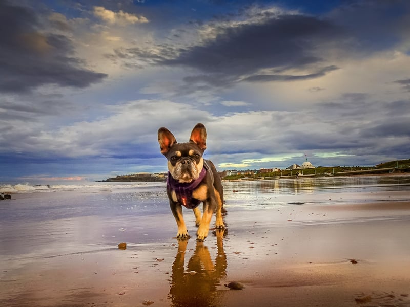  French Bulldogs aren't much fussed about outdoor time but are incredibly affectionate towards their owners. Give them enough alone time and they will suffer psychologically, developing negative character traits. 