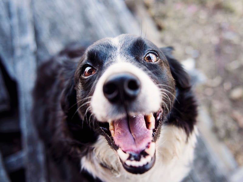 The Border Collie is one of the most active breeds of dog - bred to be out and about with their master herding sheep. Their high energy levels and intelligence mean they need a huge amount of stimulation and regular lack of company will lead to separation anxiety very quickly.