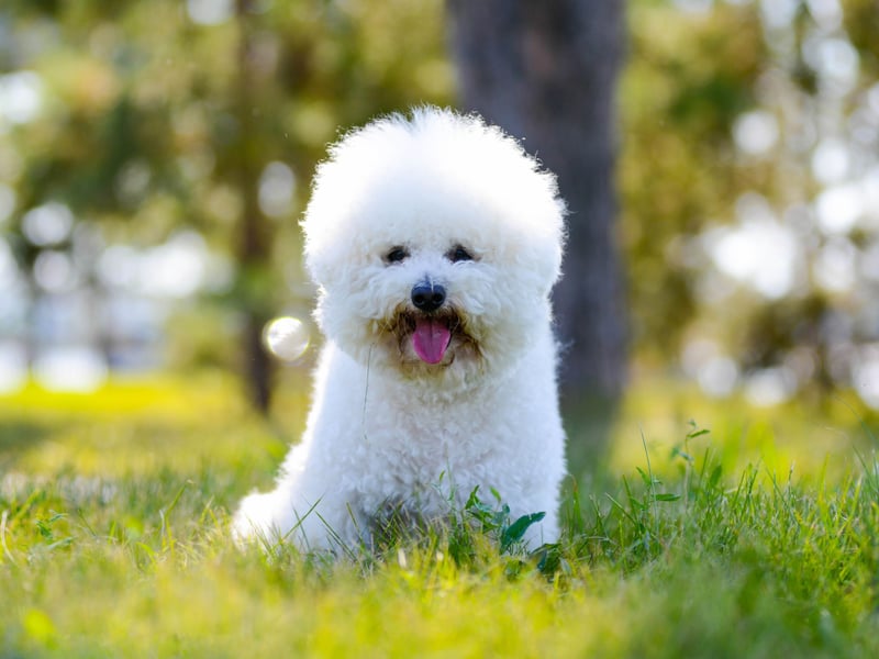 The Bichon Frise has been bred to be the perfect lap dog, which means that it can feel anxious and abandoned if it doesn't have a lap to curl up on at all times. Separation anxiety can be a very real problem with this adorably and fluffy breed.