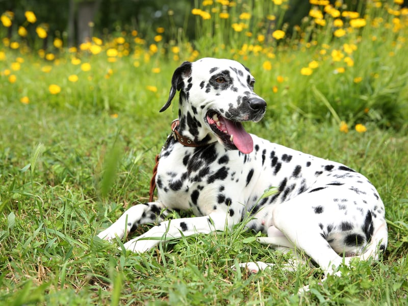 Another breed of 'velcro dog' the Dalmation shouldn't be left alone for more than two hours. If they suffer from separation anxiety you'll know because they'll destroy anything they can get their paws on. 