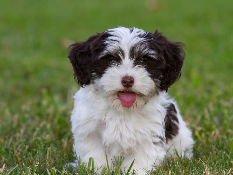 Much like the Bichon Frise, the Havanese is breed created to be a lapdog and desire human companionship above all else. Leaving this Cuban breed alone for too long is a recipe for disaster.