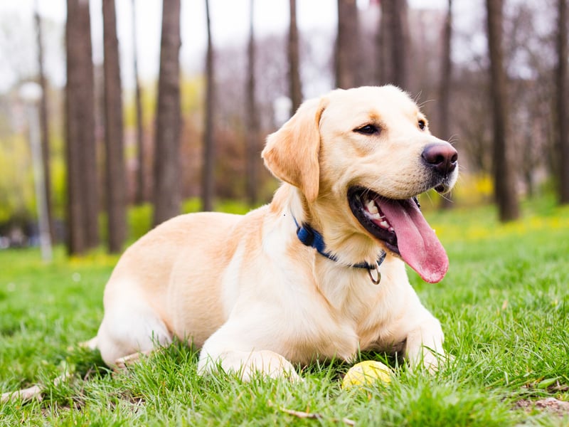 The most popular dog in the UK is also prone to loneliness - if your Lab is suddenly barking and chewing then you may need to spend more time with them.