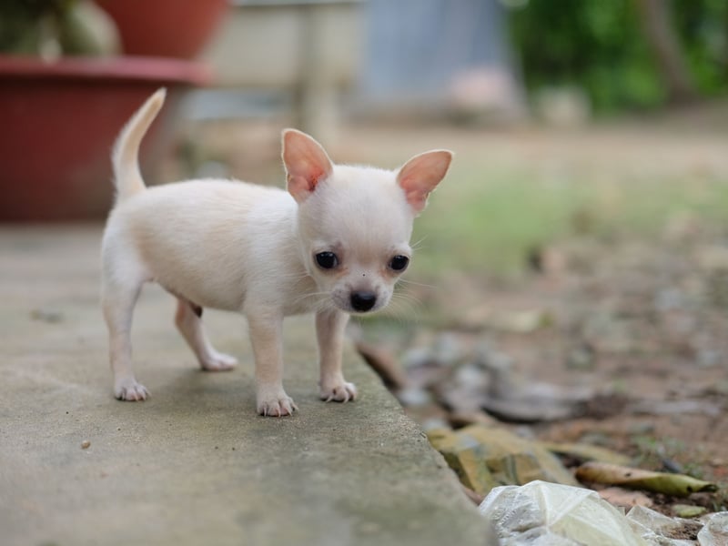 Chihuahuas are perfect dogs for those living in flats but they really hate being left alone. A Chihuahuas missing human company can become destructive or even aggressive when left behind at home. Luckily you can pretty much carry them with you wherever you go.