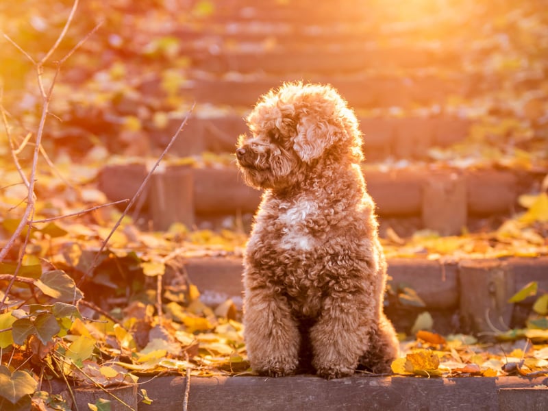 Highly intelligent and emotionally sensitive, Toy Poodles love attention and interaction - more so than their larger Miniature and Standard cousins. Left alone too often, they may develop anxiety and engage in attention-seeking behaviors - and, in particular, barking.