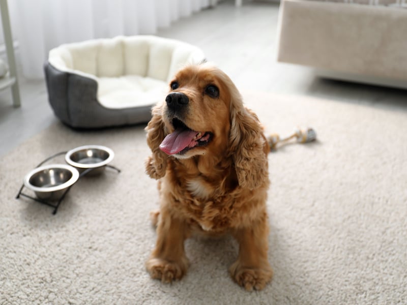 The Cocker Spaniel makes a loving family pet but they are particularly prone to separation anxiety if all the members of their family leave the home at the same time.