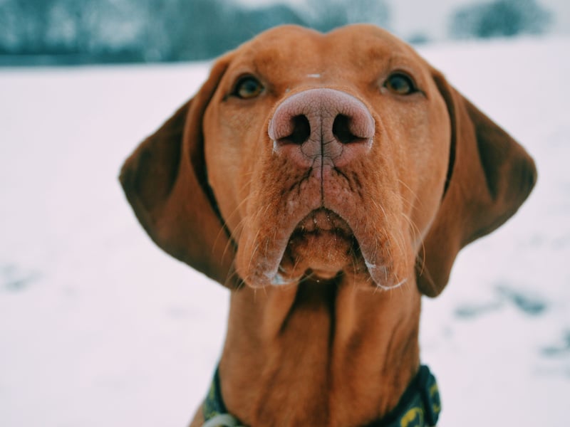 The Vizla, a breed originally from Hungary, are known as the ultimate in 'velcro dogs' as they stick so closely to their owner's side. They hate being left alone for even a short while. 