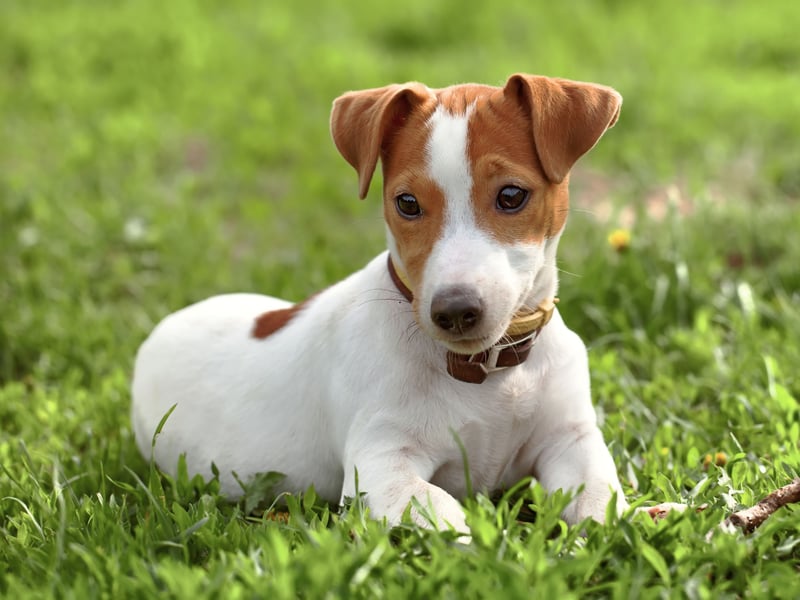 Though they appear bold and confident, Jack Russells need lots of attention and stimulation to rmain happy and healthy. They may become anxious or destructive when bored or separated from their human family for too long.