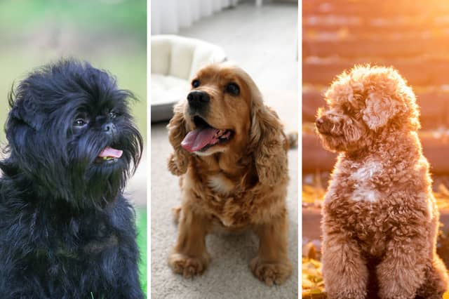 Some dogs find it difficult being alone.