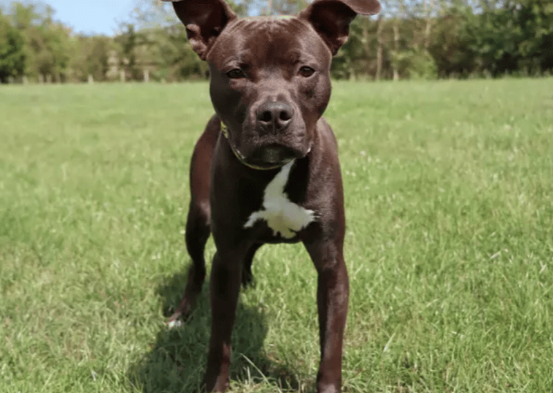Loki is a fabulous young lad who will flourish with a patient family who can build on his confidence. He’s had a bit of a difficult start in life so can find some new situations a bit much. Allowing him the space initially and with lots of positive experiences, his loving side shines through. Loki is house trained and previously been ok spending some time home alone.