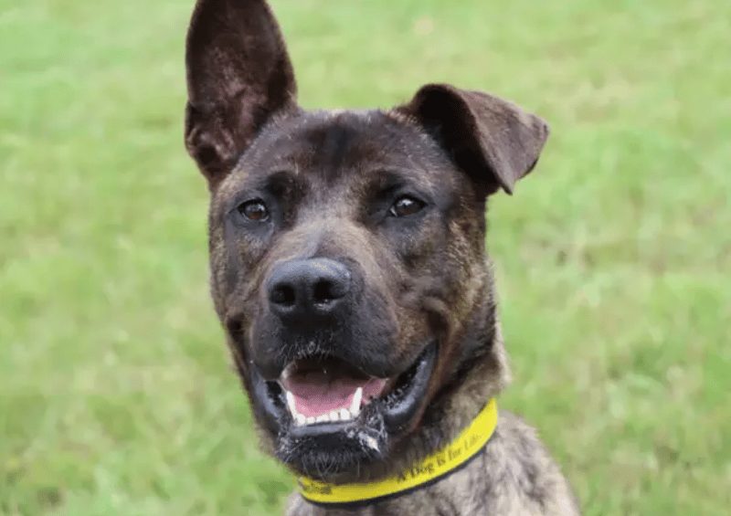 Tigger is ready to find his forever home! A family who enjoys exploring out on walks during the day and cosying up on the night would be ideal for Tigger – keeping active and lounging are enjoyed in equal measures! A family member will need to be present as Tigger settles into home life and to help out with some basic training.