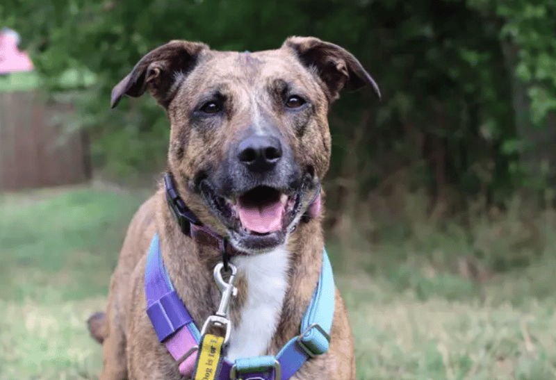 Autumn is a joyous, enthusiastic girl looking for a family who can provide her with fun enriching outlets. She’ll need plenty of company at home from her human friends as she has previously struggled with time alone. Autumn can live with older teens who are understanding of when she needs her chill time.