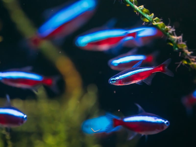 The final Tetra to add to the list of amazing tropical fish that hand out in schools - and maybe the flashiest - is the Cardinal Tetra. It's similar to the Neon Tetra, but with a distinctive red lower half of the body and an even more vibrant blue stripe. It's slightly less popular due to its high cost - on account of it being more difficult to breed in captivity. 