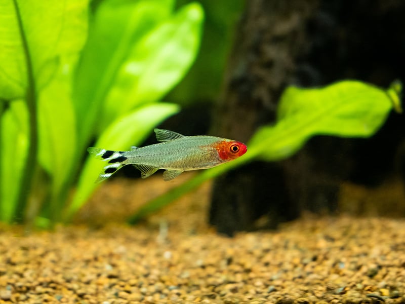 When it comes to schooling fish it's really hard to beat a Tetra. The Rummynose Tetra, from South America, is a case in point - flashing silver as they swim around your tank. The eye-catching red mark on their head makes them an attractive resident.