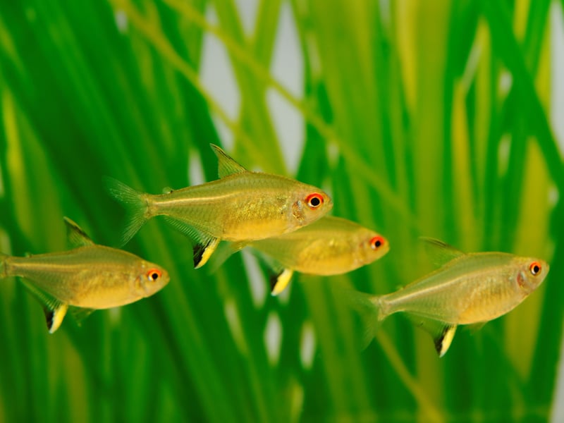 Yellow bodies with red-tipped fins give Lemon Tetras a cheerful appearance. They prefer groups, show brighter colors in well-planted tanks, and are peaceful companions for other small tropical fish.