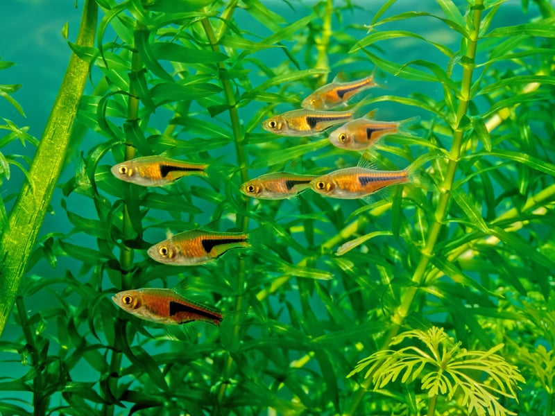 Close relatives of the Harlequin Rasbora, with whom they can share a tank, the Glowlight Rasbora can be differentiated by their more slender shape and slightly different markings and colouring. 