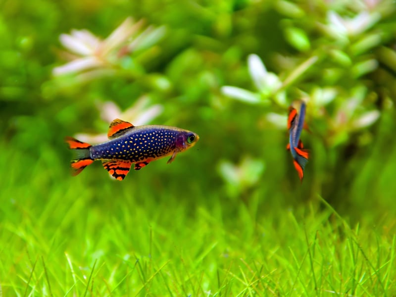 Only discovered in 2006, in the Salween Basin of Myanmar and Northern Thailand, the Celestial Danio - also known as the Galaxy Danio - has quickly become a favourite in pet shops. And no wonder - there are few prettier schooling fish.
