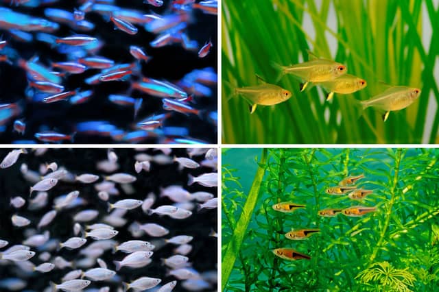 Four popular schooling tropical fish.