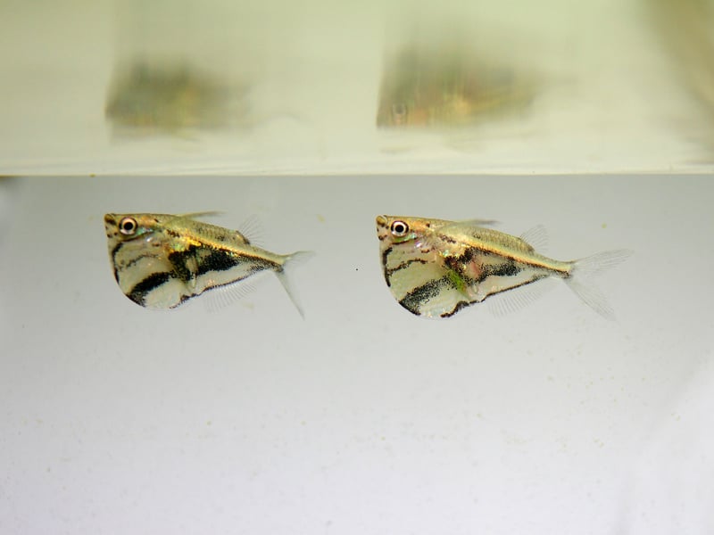 If there's not much happening at the top of your tropical tank then a school of Hatchetfish will happily fill that space. These pretty fish swim close to the surface, but watch out as they also enjoy jumping out of the water. This means they are only an option if your aquarium is securely covered. 