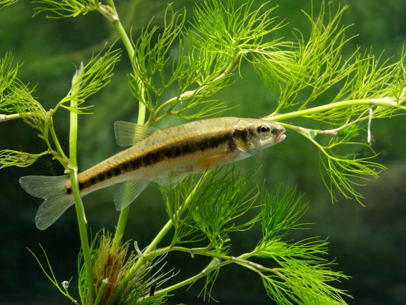 The evocatively-named White Cloud Mountain Minnow gets its moniker from where the originate - the picturesque White Cloud Mountain region in China. They school similarly to the Tetras but are a slightly more unusual aquarium resident. 