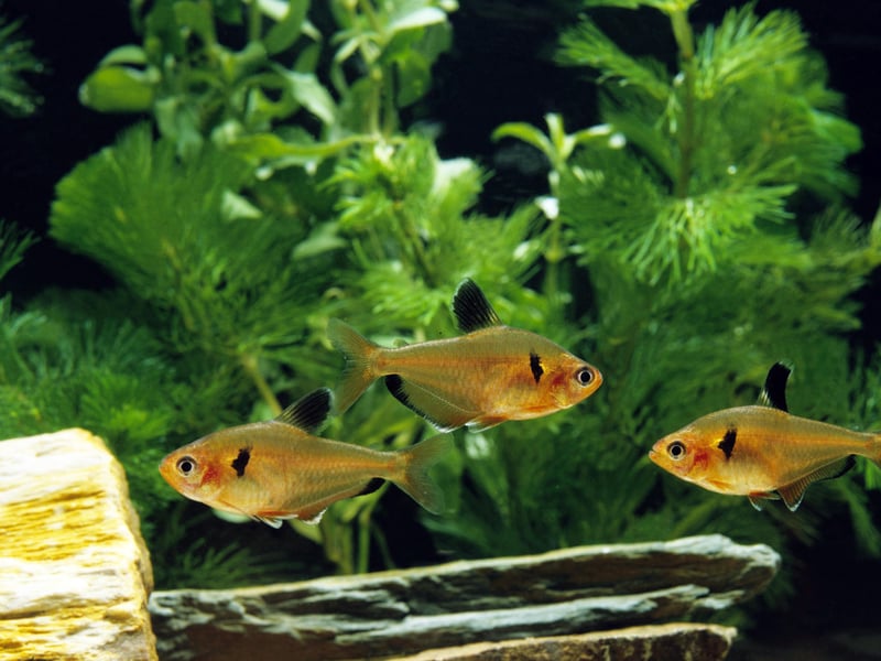 Fiery red with black fins, Serpae Tetras are bold and active. Best kept in larger schools to minimize fin-nipping, they add lively movement and strong color to community aquariums.