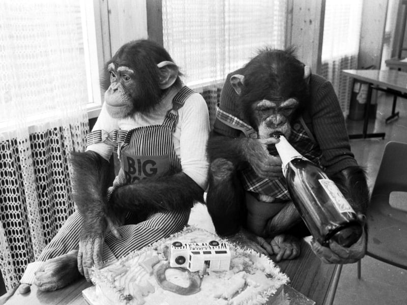 Blair Drummond safari park chimpanzees Fred and Betsy celebrate their birthday with a cake in March 1979