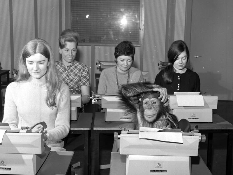 Audrey the chimp at the Sight and Sound typing school in 1970