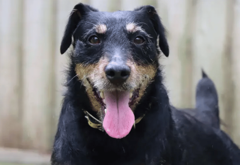 Ready to find his forever home is Rizzler! He’ll thrive with an outdoorsy family who enjoy adventure days in quieter walking spots. He prefers his own space so doesn’t want to bump into other dogs. As part of his adventure kit, Rizzler wears a muzzle. He’d like to be the only pet in the home and can live with secondary school aged kids. A home with a garden will be ideal for this busy lad where he can enjoy off lead playtimes.