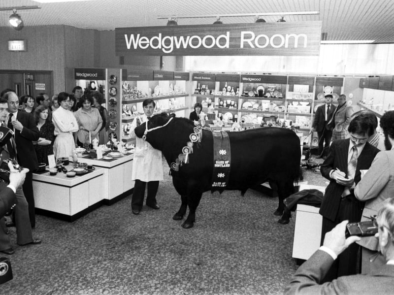An Aberdeen Angus ('Pinky') in a publicity stunt at Daly's store on Sauchiehall Street, Glasgow, in September 1979