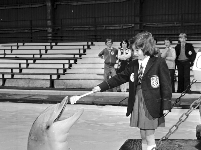 A little girl cleans a dolphin's teeth at Blair Drummond Safari Park in May 1976
