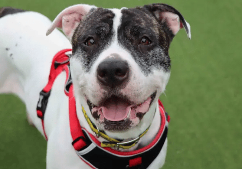 Tilly is a beautiful girl with lots of love to give! She adores her home comforts and settles lovely in quieter household. With a little refresher she’ll soon pick up house training and will be able to spend the odd hour home alone. There is a sensitive side to Tilly so adopters will need to be understanding of not to rush her into new situations.