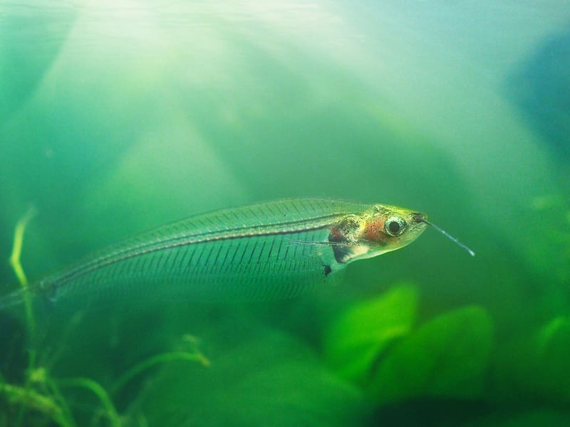 The Glass Catfish is a remarkable creature - being as they are nearly completely transparent. They'll venture to the middle of the tank but will spend at least half their time at the bottom. They like to be kept in schools and need a clean tank with  hiding spaces, gentle flow, and dim lighting.