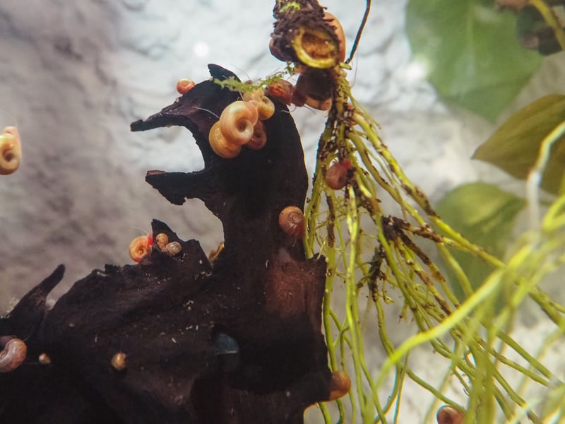 Many aquariasts overlook Freshwater Snails but they are a great addition to your watery ecosystem, hunting down the smallest pieces of algae. They are incredibly low-maintenance, don't hassle any of their tankmates and are never done cleaning up. There are many species to choose from, but all carry out the same task.