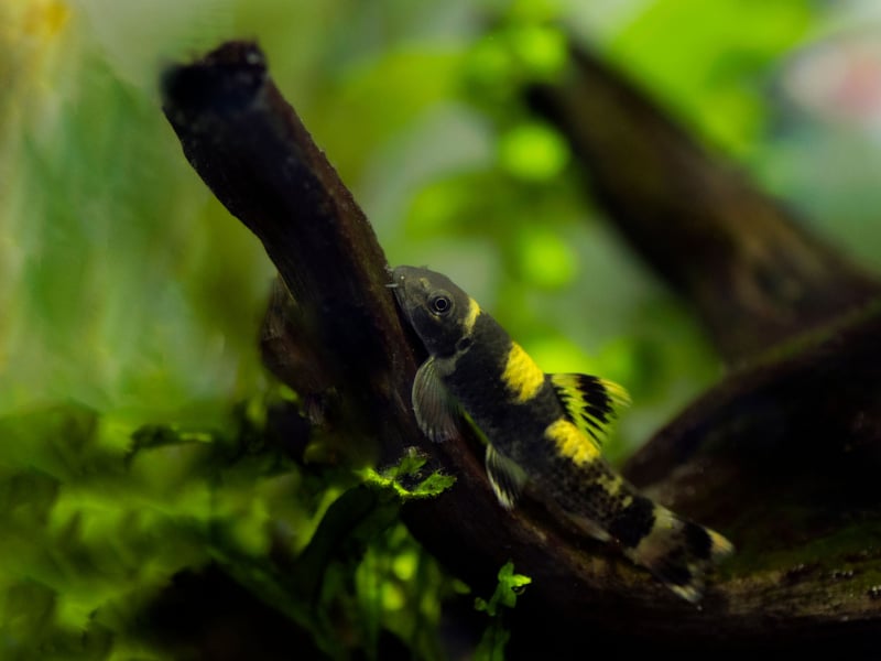 Another good choice for keeping smaller aquariums spick and span is the Panda Garra. They can get aggressive but only when challenged, so will get along well in a tank with more placid fish. They are well known for their talent at controlling algae, keeping water clear.