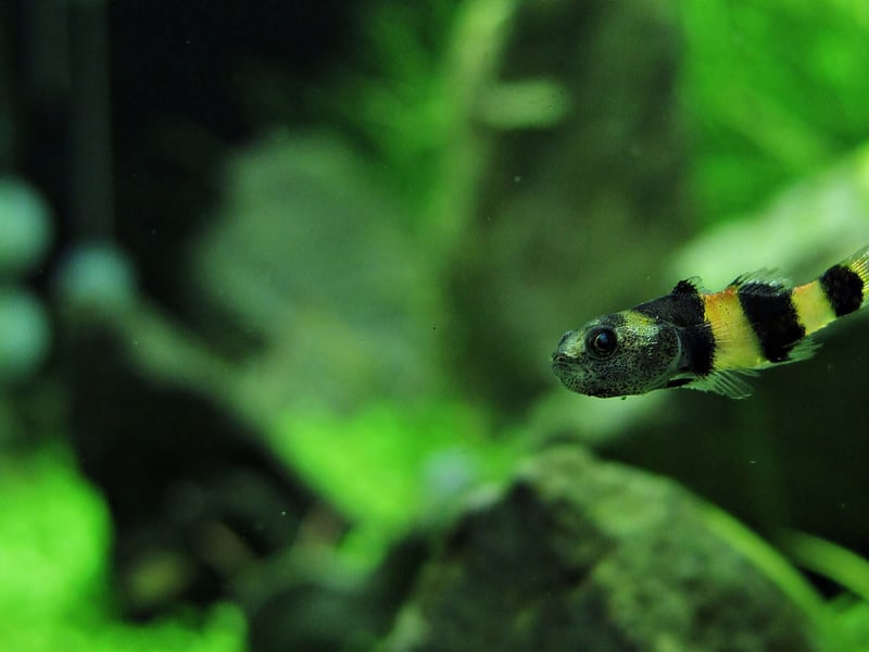 And the award for cutest bottom-dweller goes to...the adorable Bumblebee Goby. These wee fish make it look like you have bees shooting around the bottom of your aquarium. They can be picked on by other fish so best have a few of them so they can form a gang to protect each other. 