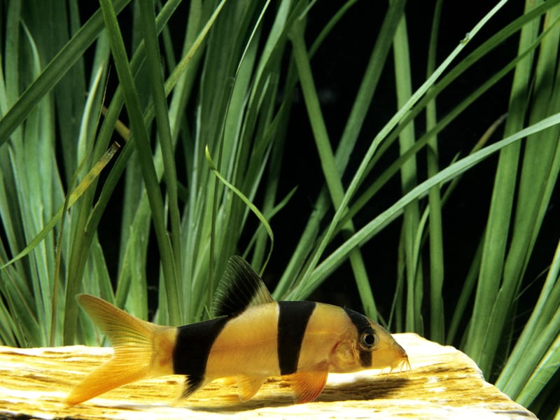 Another fish that's great for cleaning up in large aquariums (they need a tank of at least 75 gallons), the spectacularly-coloured Clown Loach love a home with plenty of hiding places. Highly sociable, they are happy in groups of at least five.