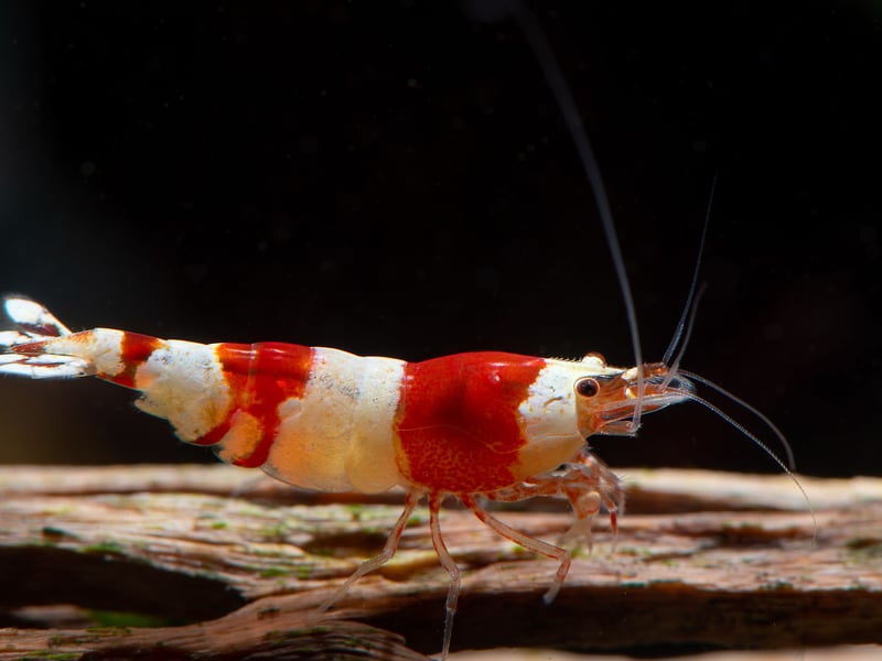 They may not be fish, but tiny Crystal Bee Shrimp make a great addition to any aquarium. It's fascinating to see then scuttling around the bottom of the tank, cleaning as they go, and they don't tend to bother the fish.