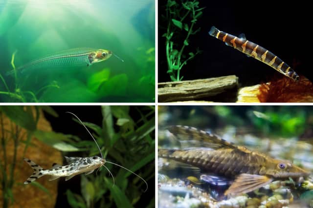 Four fantastic bottom feeders for your aquarium.
