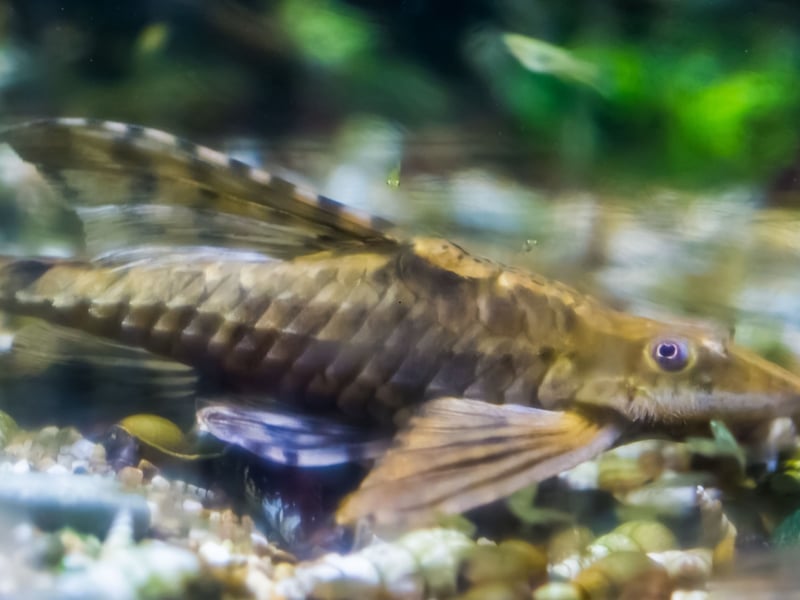 Also called Farlowella Catfish, Twig Catfish resemble sticks - as the name owuld suggest! They cling to surfaces, loving to feel on delicious algae and biofilm. They require pristine water, peaceful tankmates, and plenty of driftwood or plants to blend in when they're feeling a bit shy.