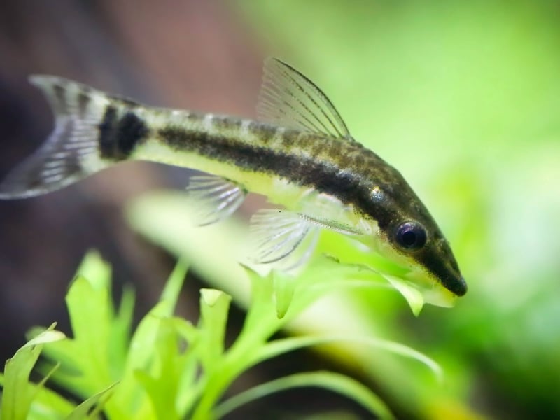 Otocinclus Catfish are small algae eaters that thrive in groups. They are highly peaceful and help control algae growth in a community tank. They require a well-established aquarium with plenty of biofilm and hiding spots. They do best with tetras, rasboras, and other non-aggressive fish. 