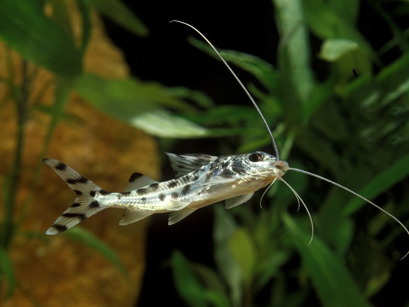 Energetic and striking fish with incredible long whiskers, Pictus Catfish are active bottom dwellers that are never done with tifying up the tank. They can grow quite big, so need a larger aquarium, and are particularly industrious at night.